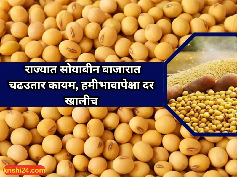 Soybean market prices