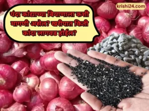 Today kanda bazarbhav