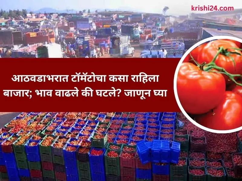 Tomato market price