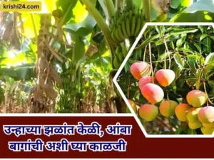 banana and mango gardens