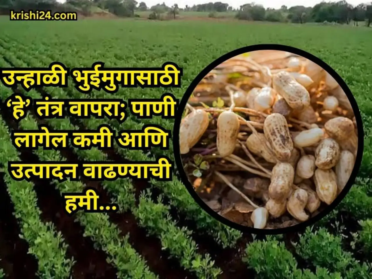 Summer peanuts : उन्हाळी भुईमुगासाठी ‘हे’ तंत्र वापरा; पाणी लागेल कमी ...