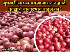 onions Lasalgaon market
