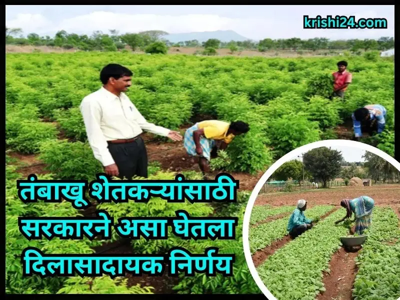 tobacco farmers