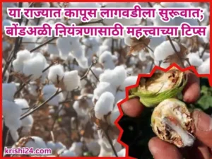 Cotton cultivation