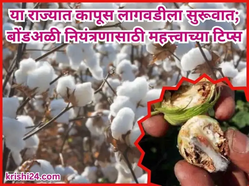 Cotton cultivation