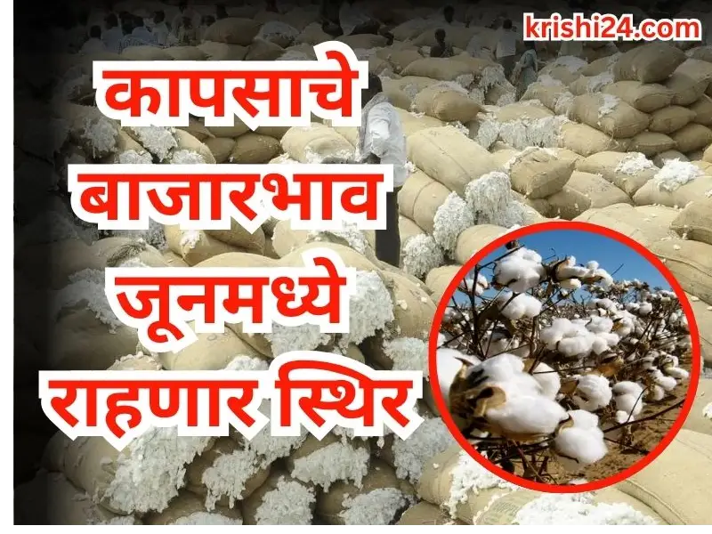 Cotton market prices