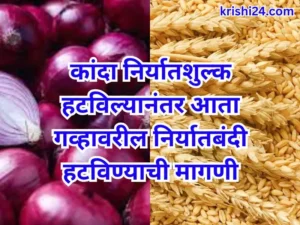 Export onion & wheat