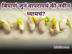 Kharif seed