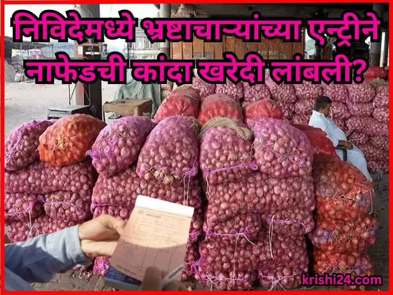 Nafed Kanda procurement