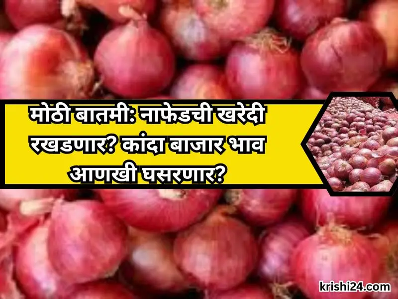 Nafed kanda prices