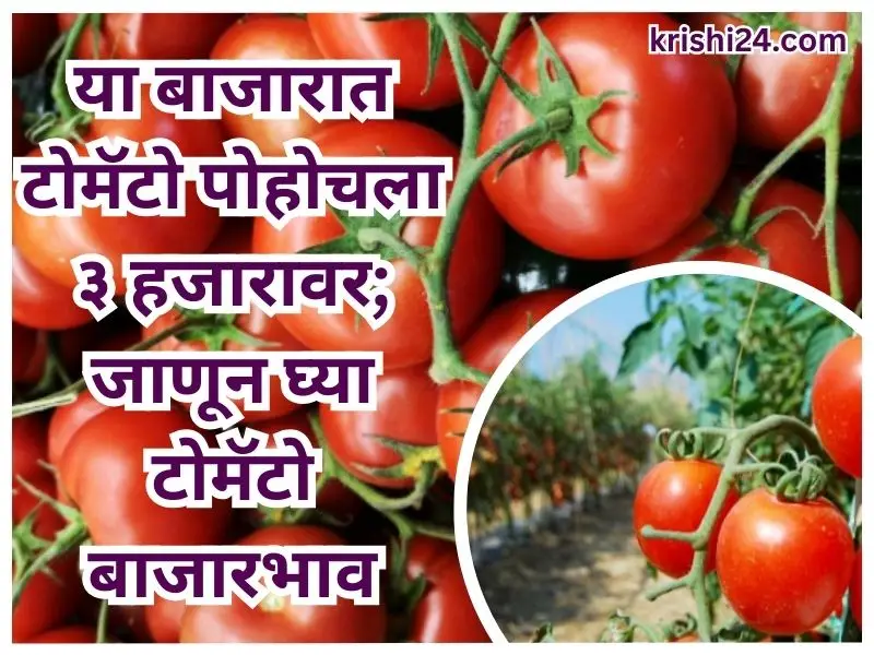 Tomato market prices