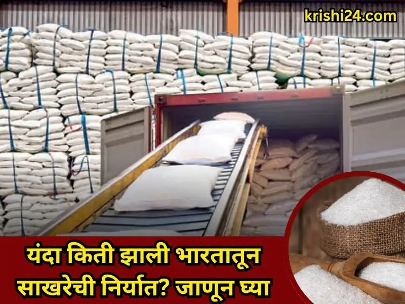 sugar export