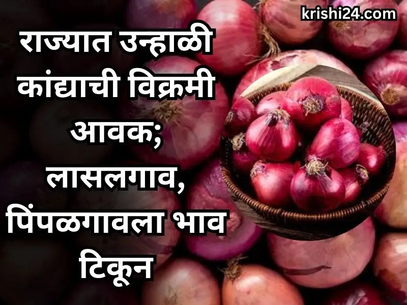 summer kanda bhazarbhav