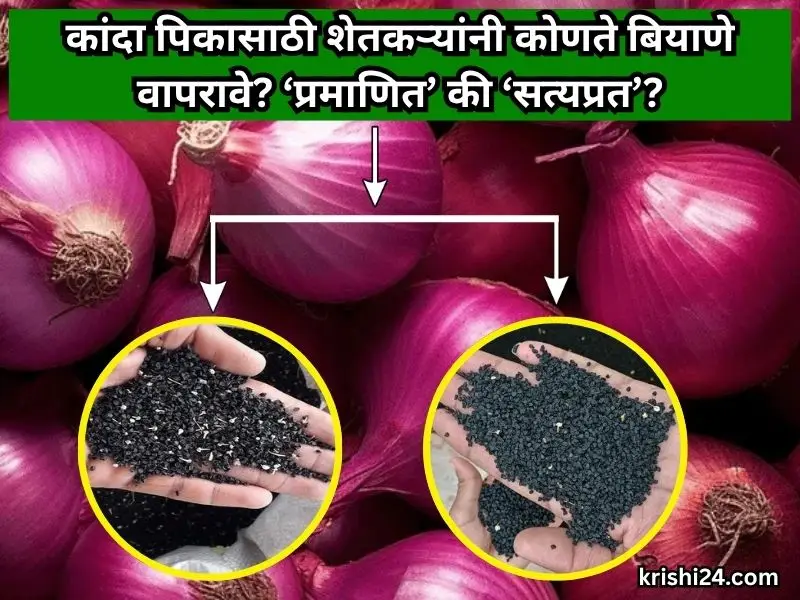 Onion cultivation