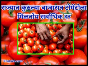 tomatoes market price