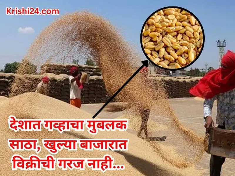wheat market