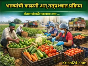 Farmers vegetables