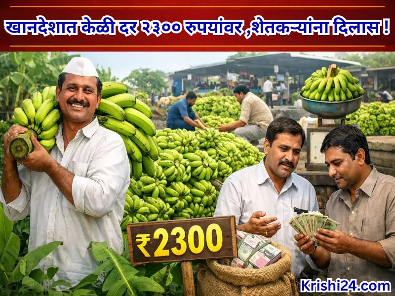 Banana price
