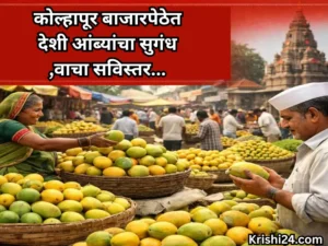 Kolhapur Mango market