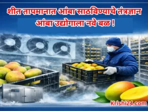 Mango industry