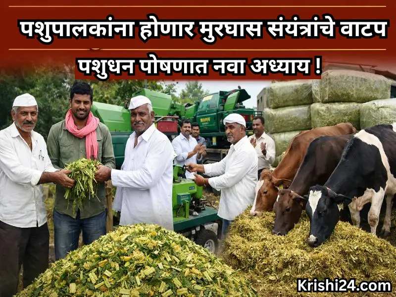 Murghas plants