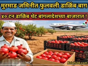 Pomegranate orchard