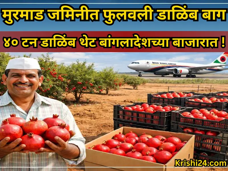 Pomegranate orchard