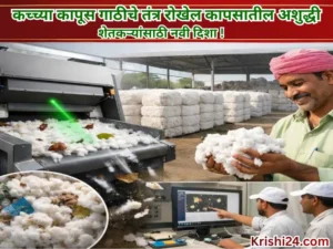 Raw cotton