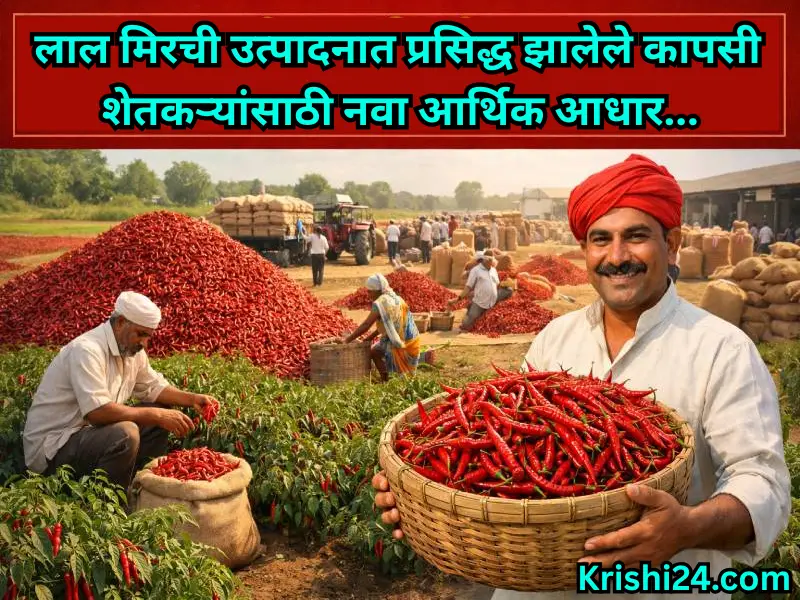Red chillies