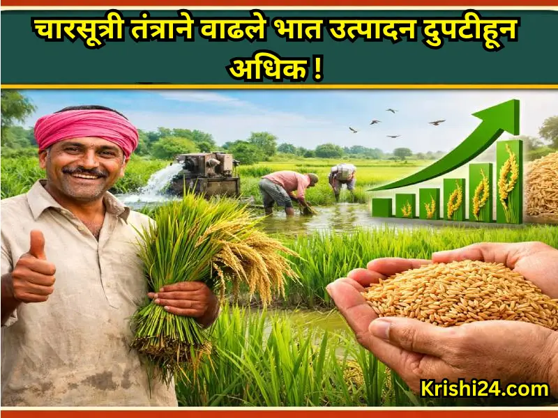 Rice production