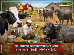 Symptoms and remedies of acidosis in cows