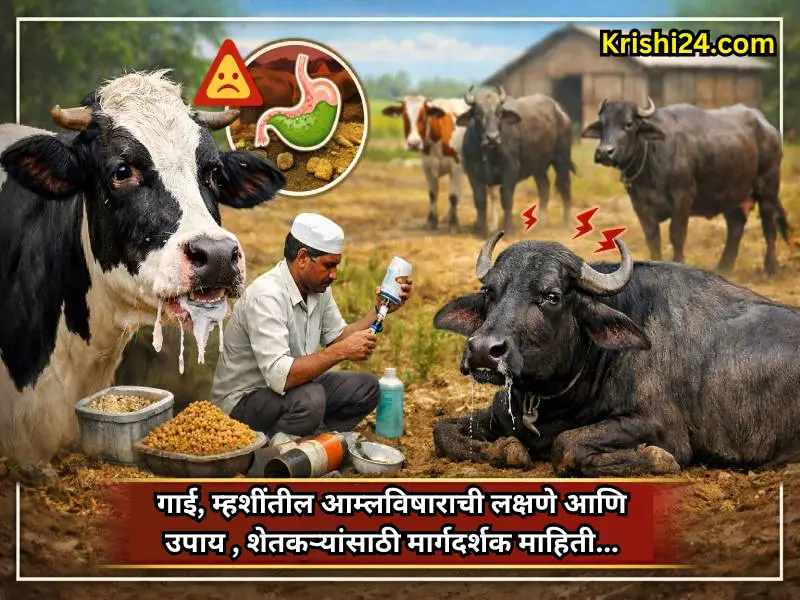 Symptoms and remedies of acidosis in cows