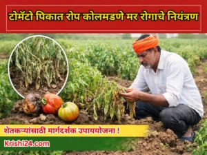 Tomato crops