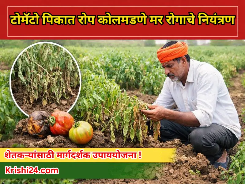 Tomato crops