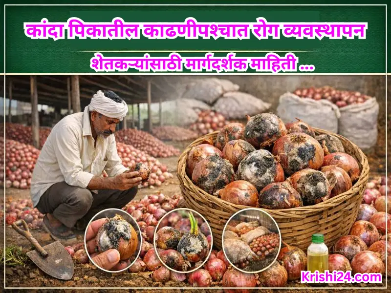 onion crop