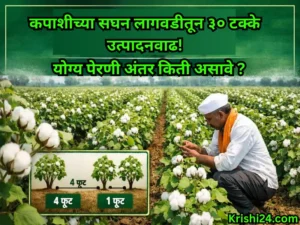 Cotton cultivation
