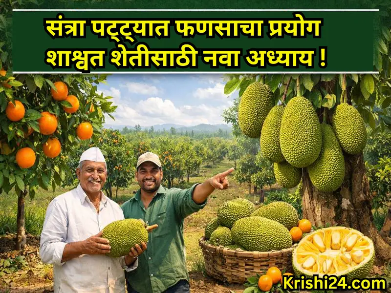 Jackfruit experiment