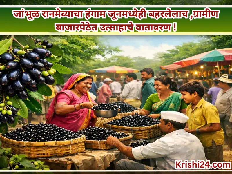 Jamun fruit
