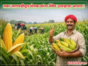 Maize cultivation