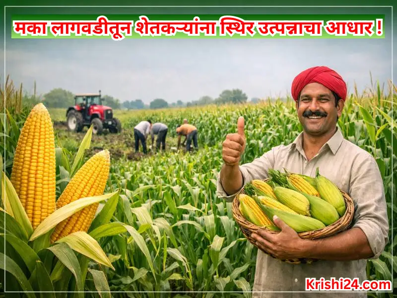Maize cultivation