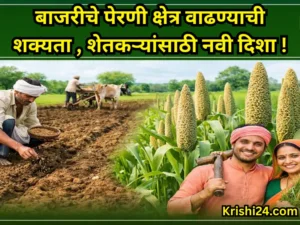 Pearl millet sowing