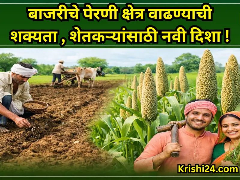 Pearl millet sowing