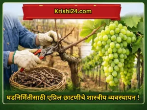 Pruning for cluster