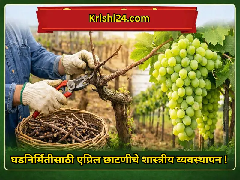 Pruning for cluster