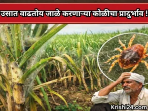 Sugarcane crops