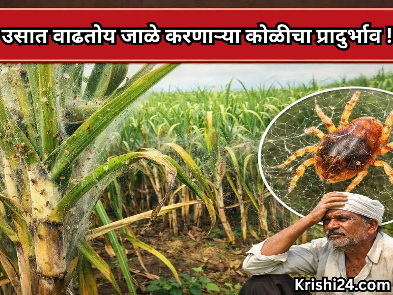 Sugarcane crops