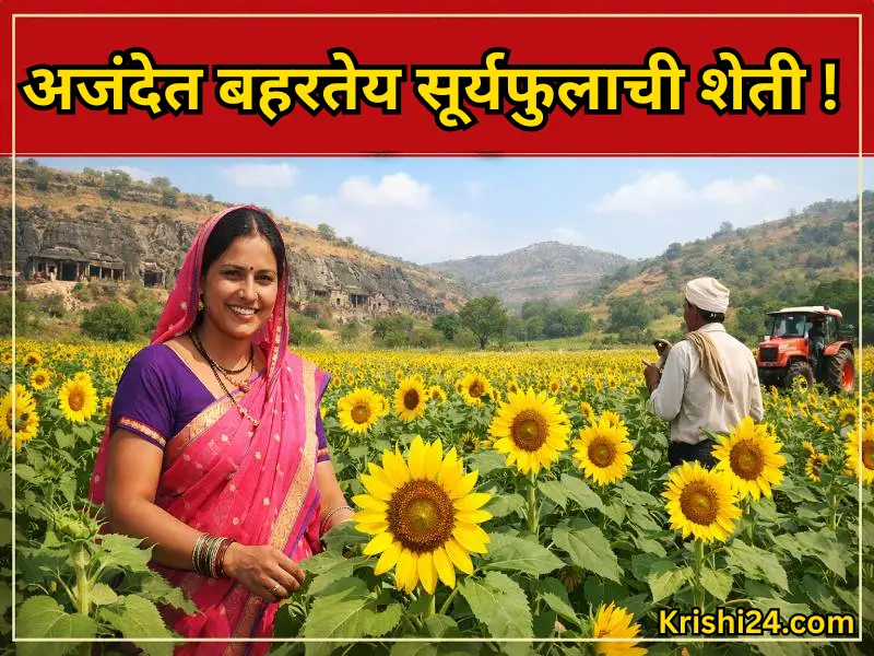 Sunflower farming