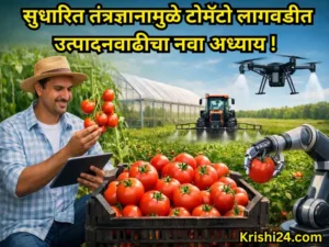 Tomato production