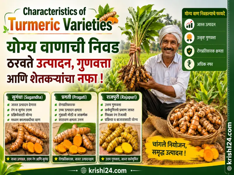 Characteristics of Turmeric Varieties