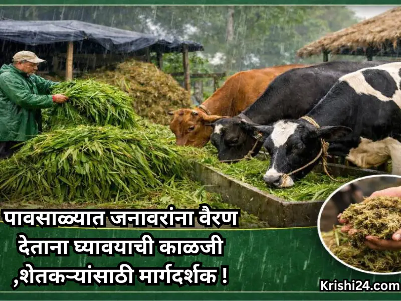 Feeding livestock